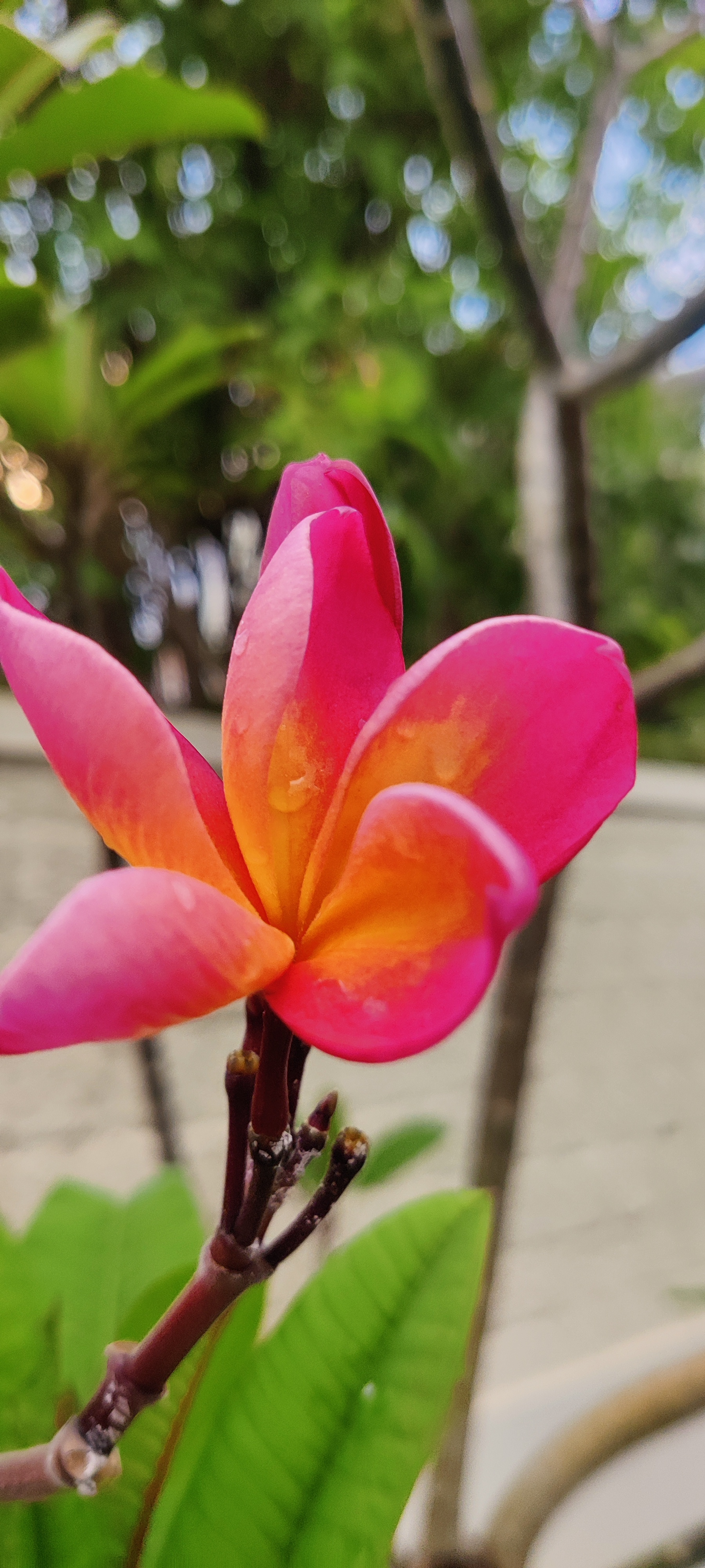 Sanjeevani Sitpuria