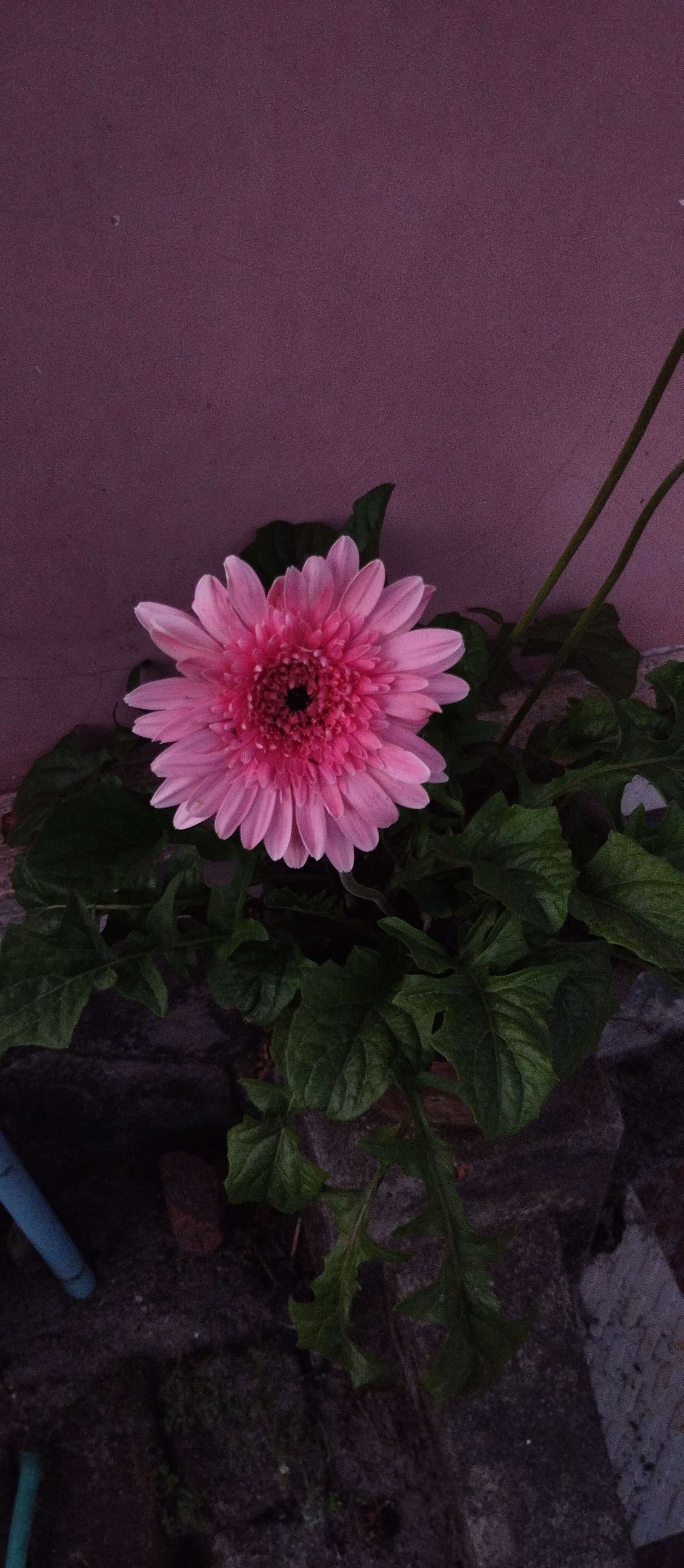 Yadukrishnan