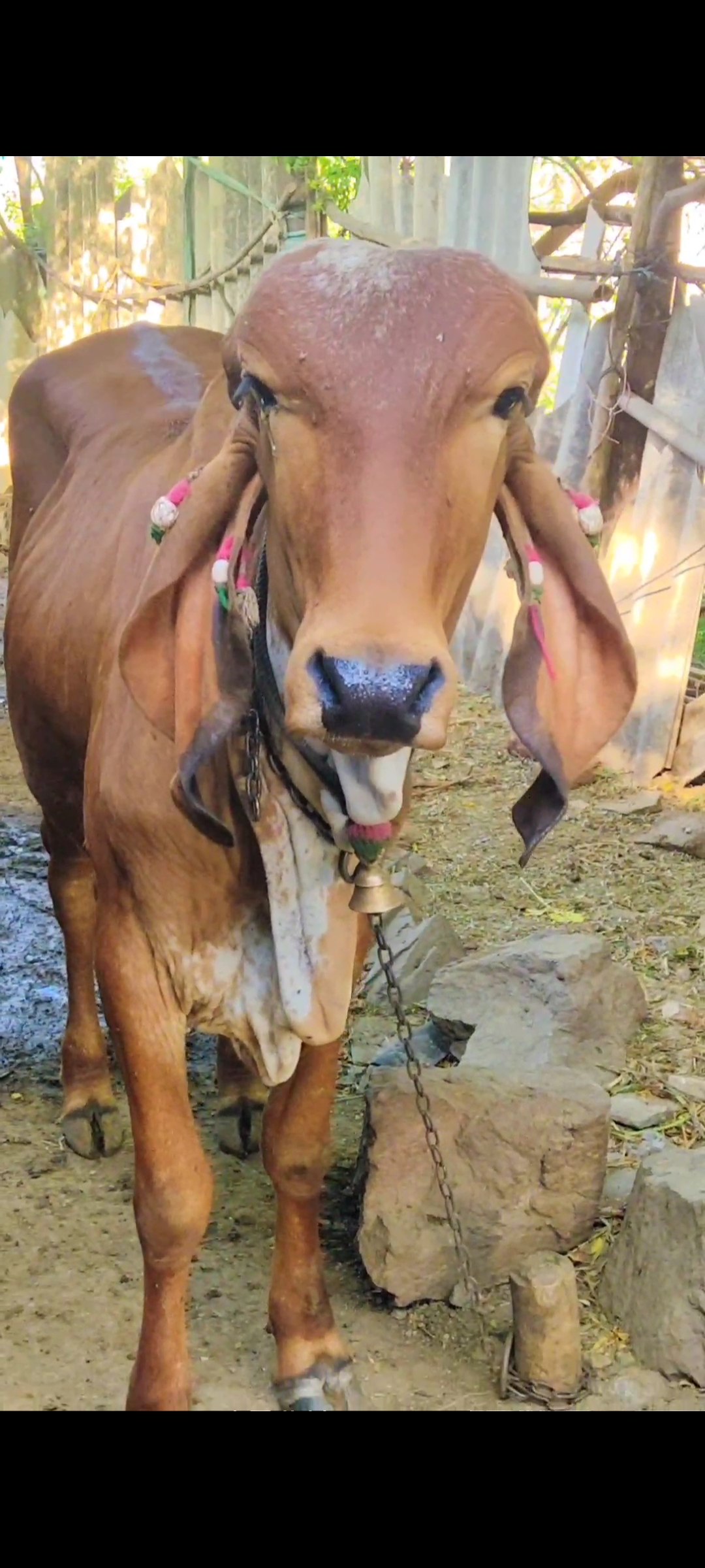 Jayrajsinh Parmar