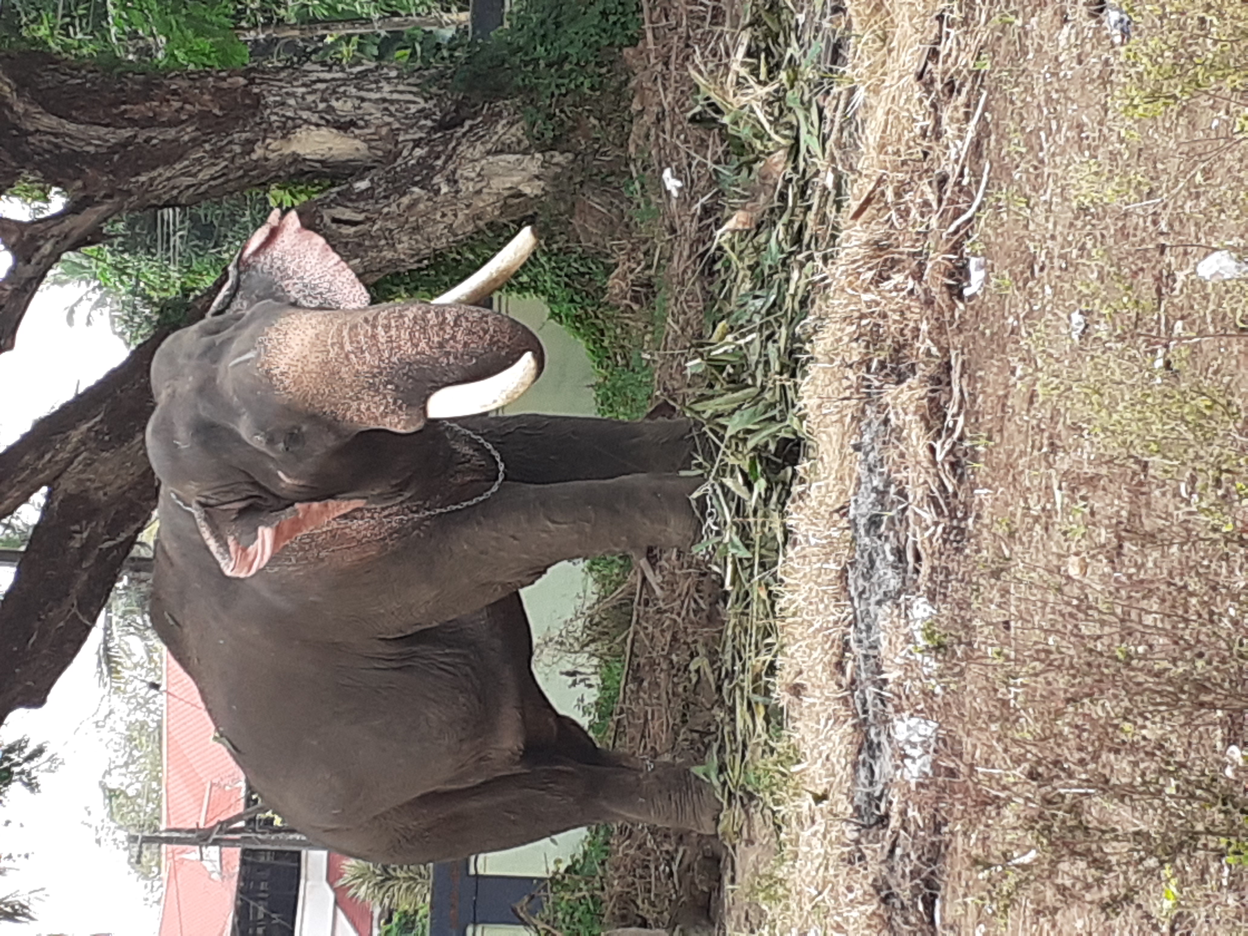 Meenu