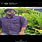 Yogesh