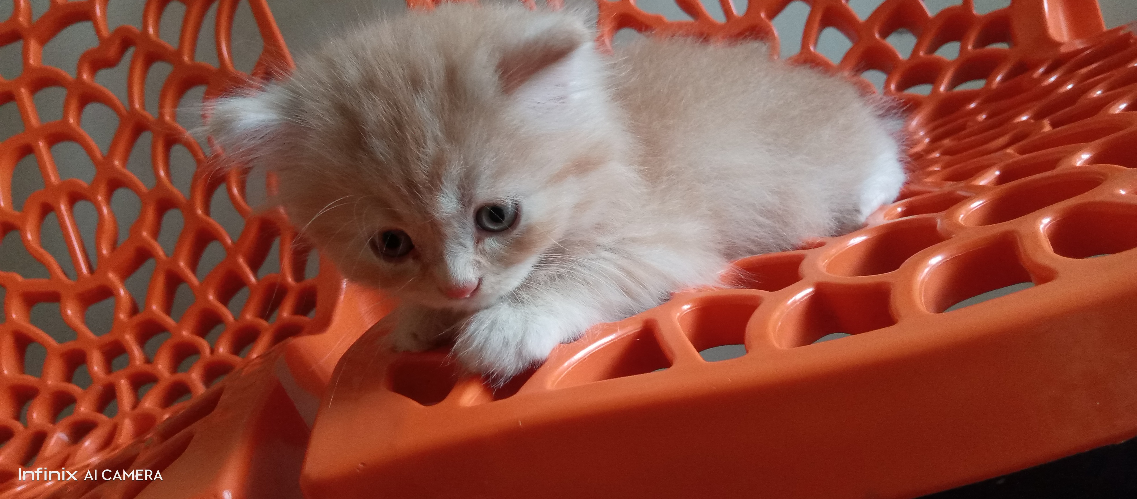 Shaik alfiya tabasum