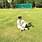 Himanshu