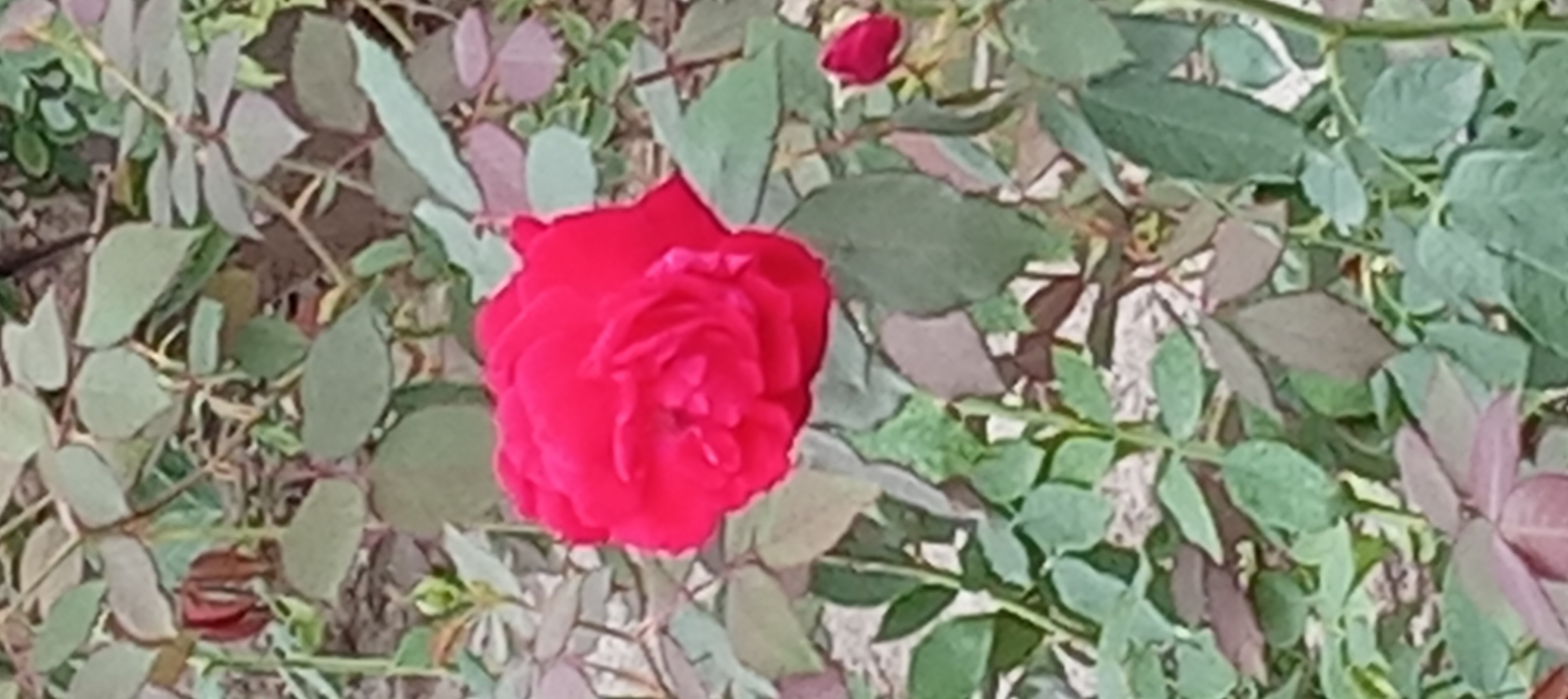 Kirti
