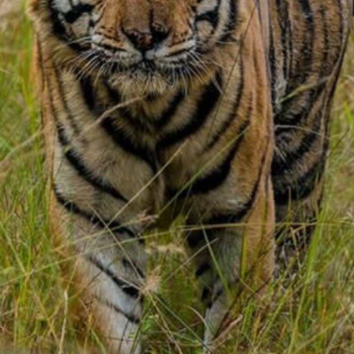 Ravi singh
