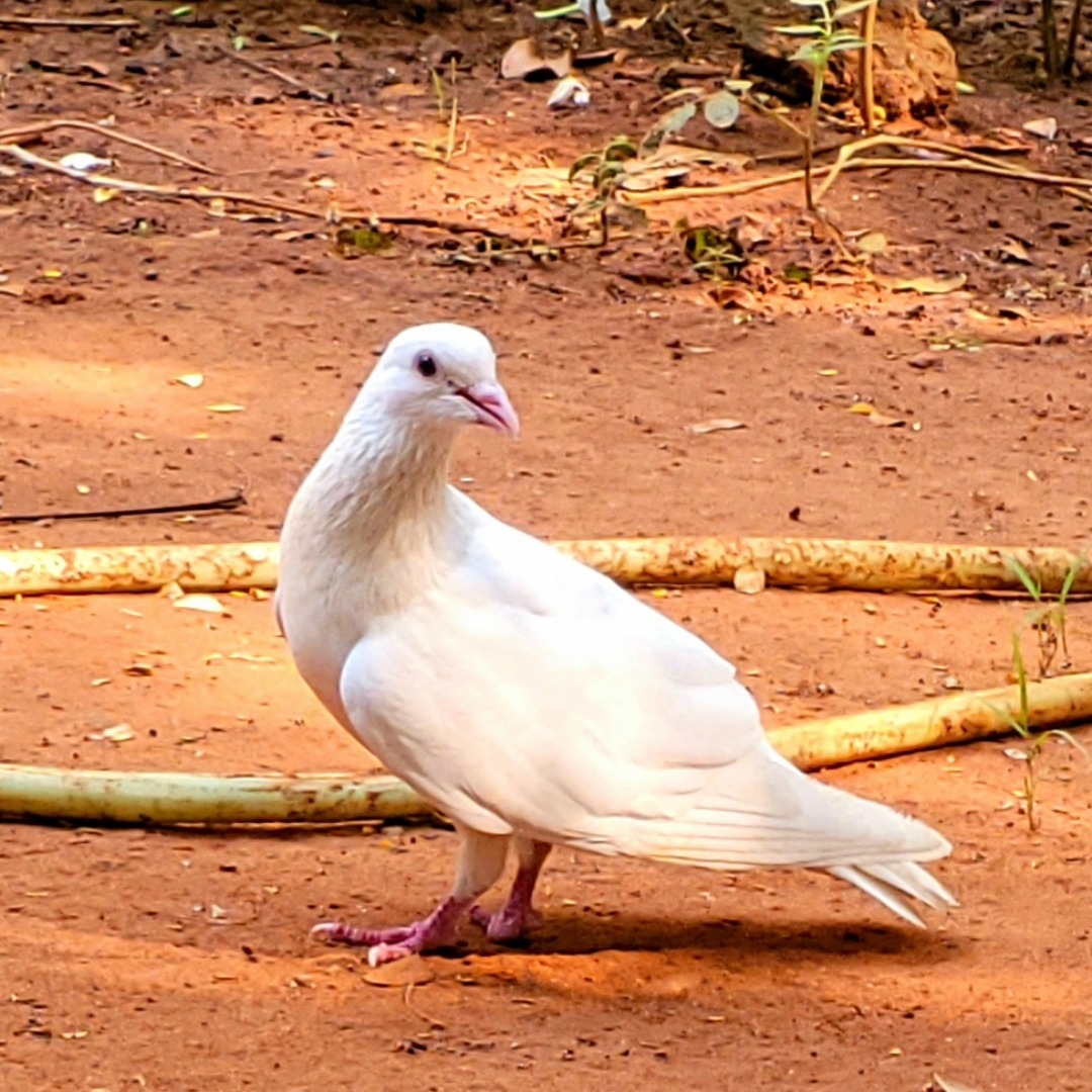 Dummida Pavan sai