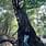 Navya