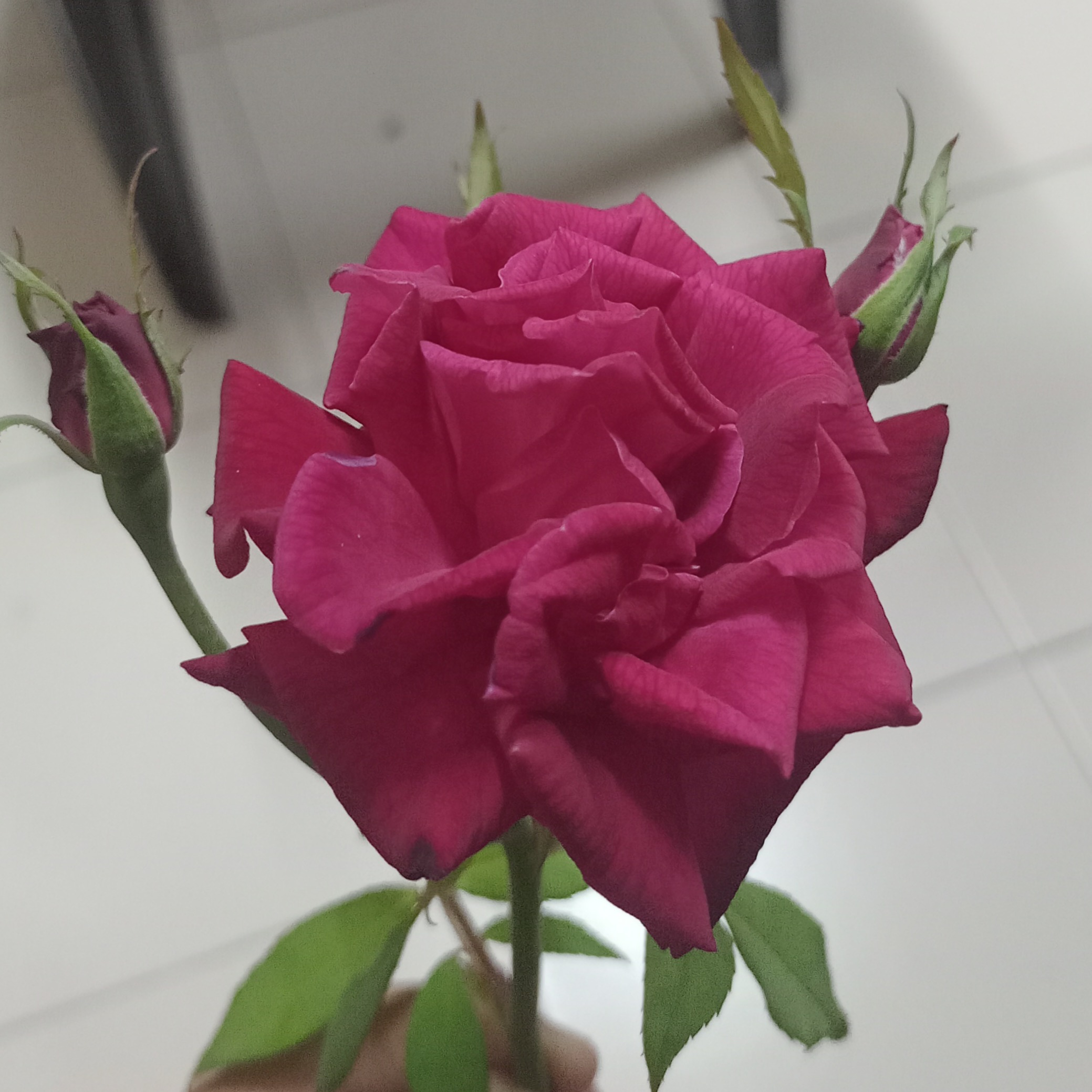 RIYARAJ R P