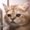 Jesswin Shanto S J