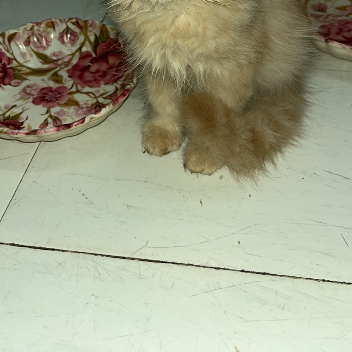 Shaikh Urwah Sameer