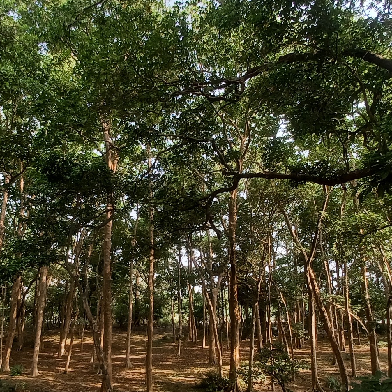 Prakriti Kataria