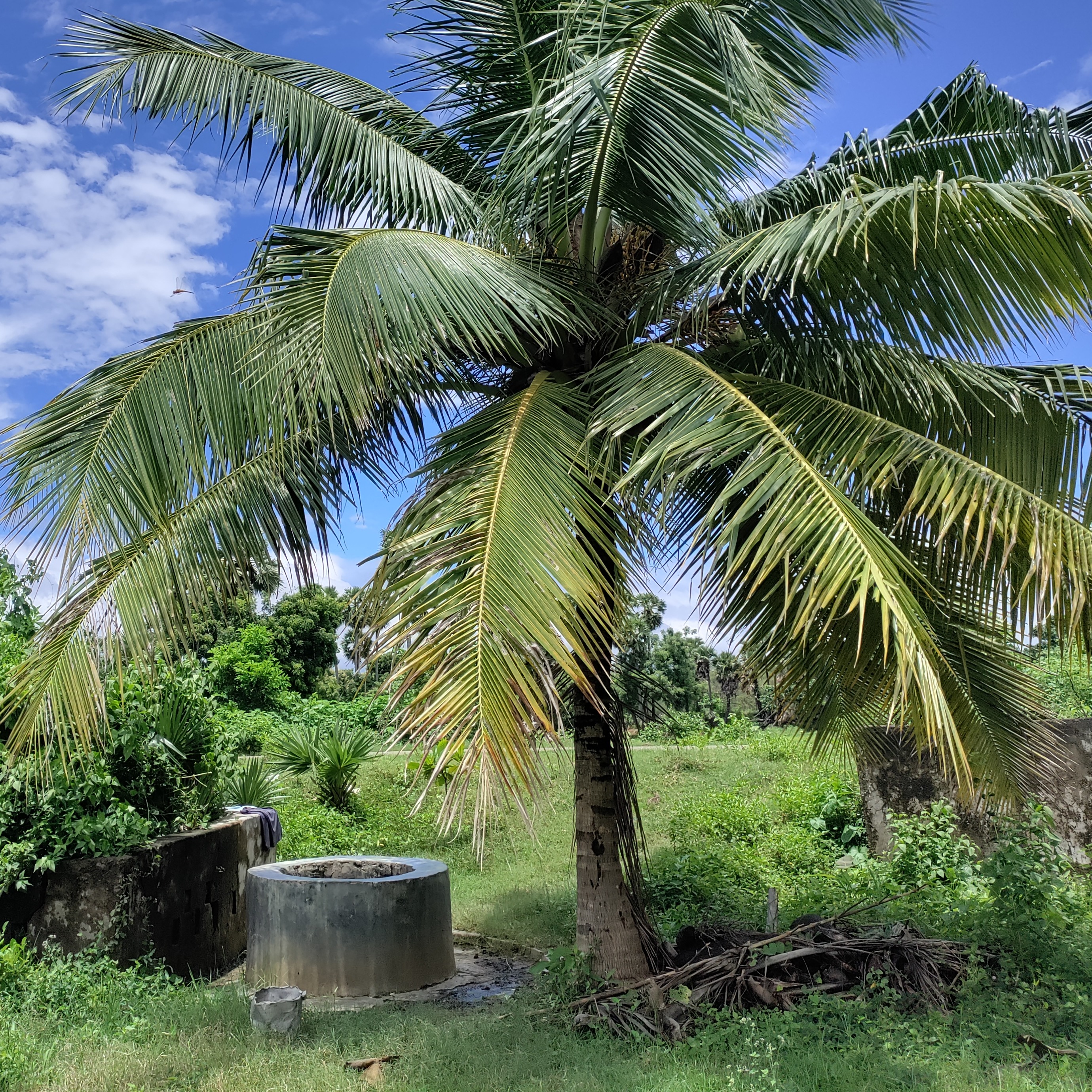 Bharathi