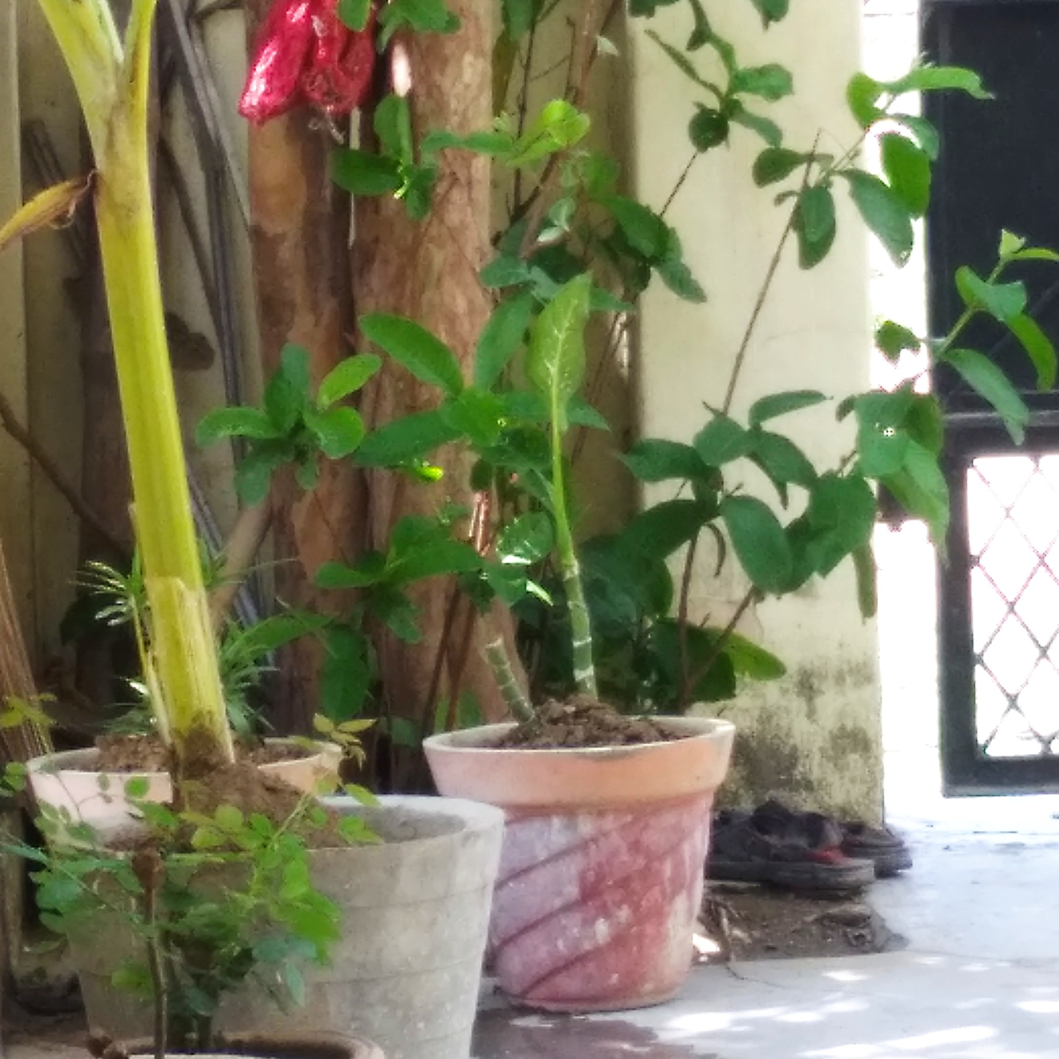 Satyansh Mishra