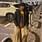 Advaith Girish