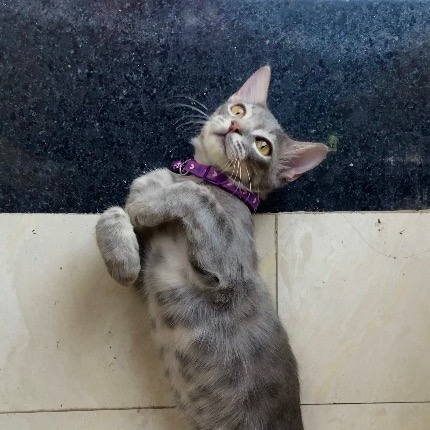 Sanskruti Salutgi