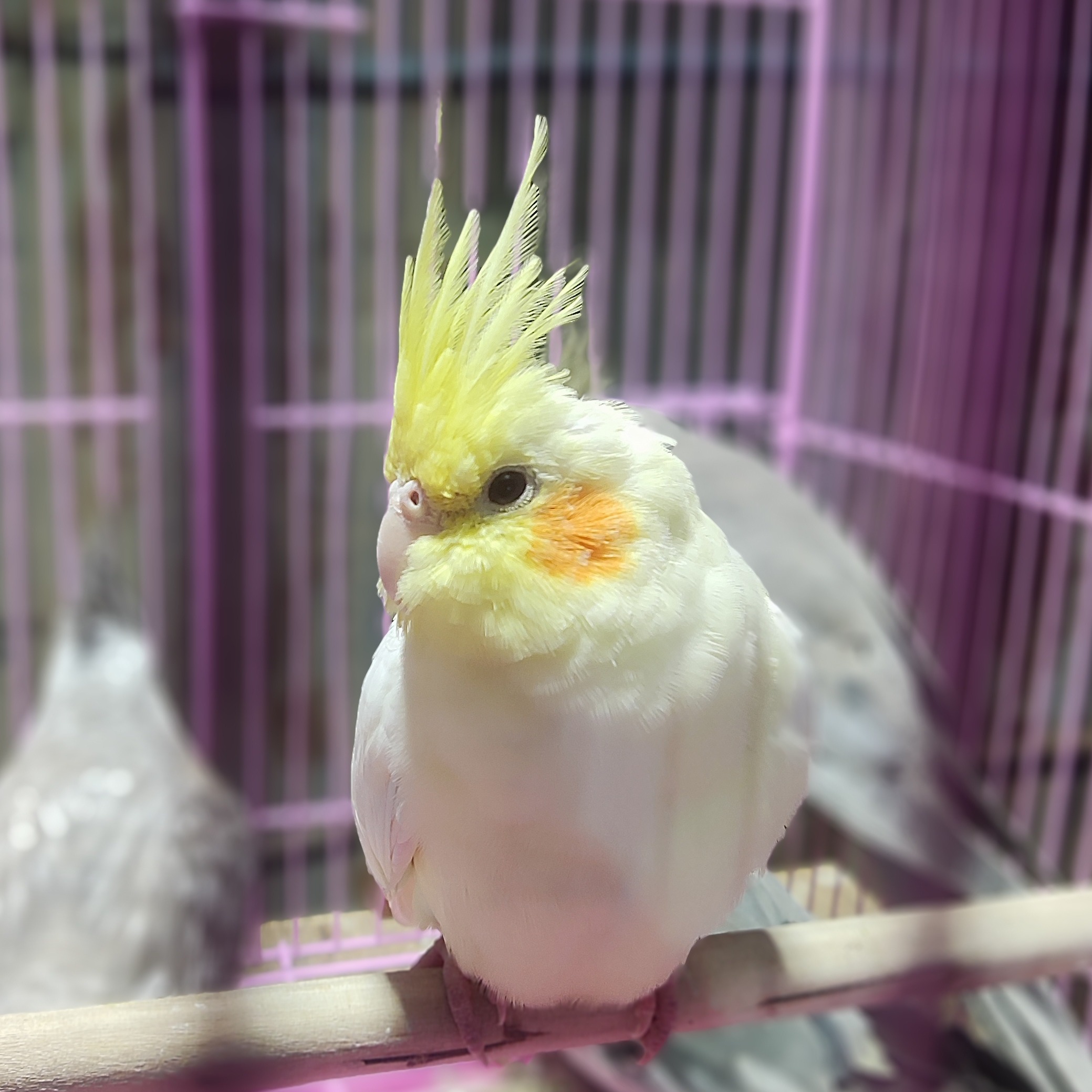 Kartthik Dondeti