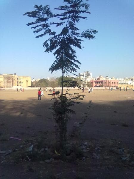 Dharmendrasinhji Arts College Rajkot Campus photo 1