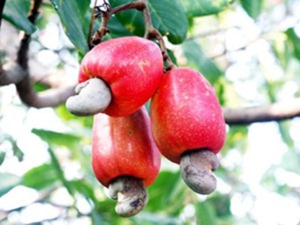 Directorate of Cashew Research Puttur Campus photo 4