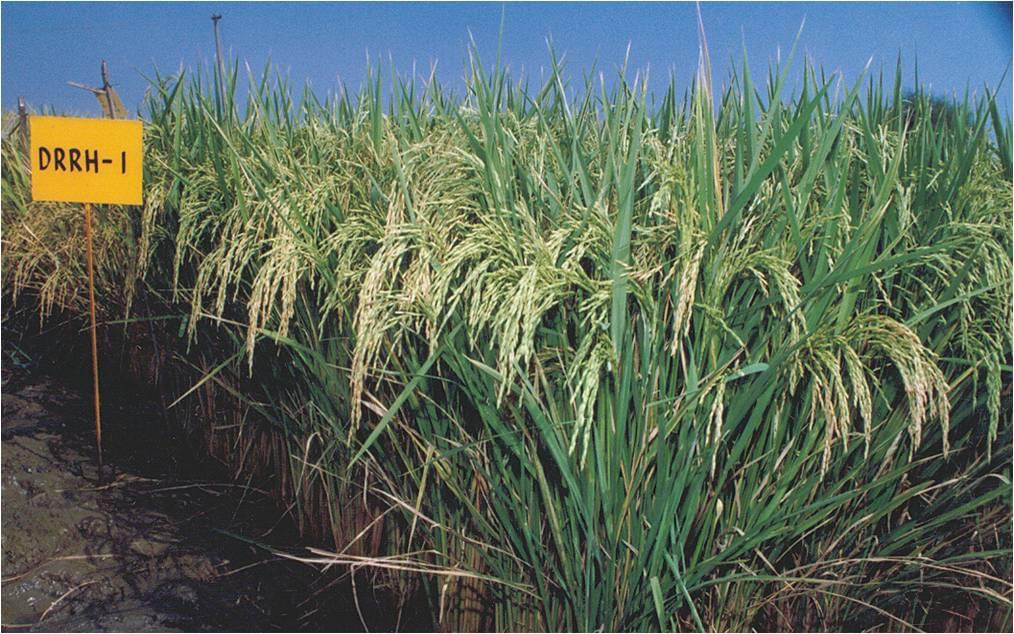 Indian Institute of Rice Research Hyderabad Agricultural Fields photo 1