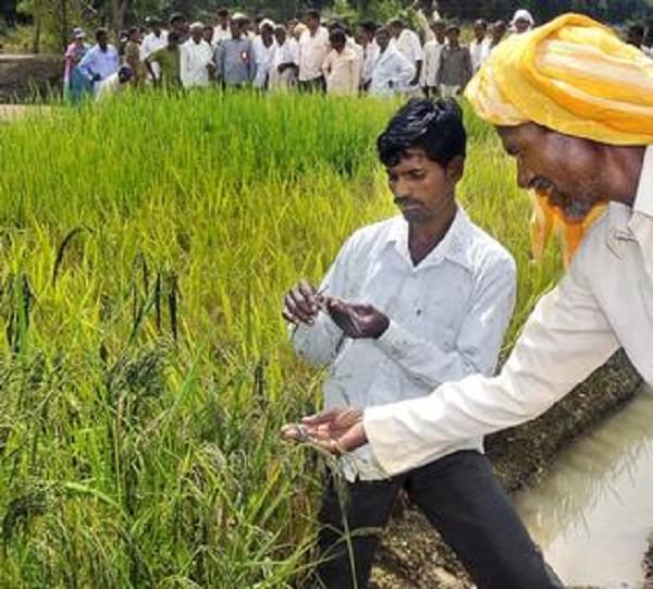 Indian Institute of Rice Research Hyderabad Agricultural Fields photo 2
