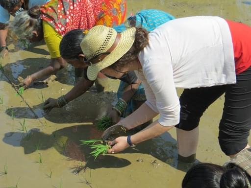 Indian Institute of Rice Research Hyderabad Agricultural Fields photo 3