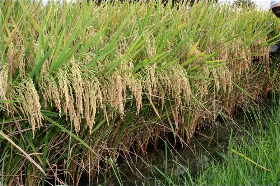 Indian Institute of Rice Research Hyderabad Agricultural Fields photo 4