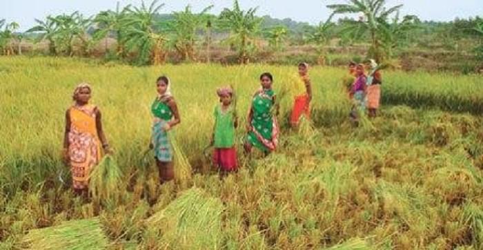 Indian Institute of Rice Research Hyderabad Agricultural Fields photo 6