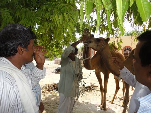 National Research Centre on Camel Bikaner Campus photo 2