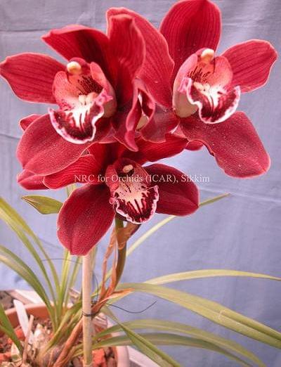 National Research Centre for Orchids East Sikkim Infrastructure photo 1