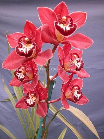 National Research Centre for Orchids East Sikkim Infrastructure photo 2