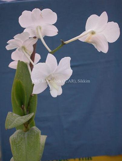 National Research Centre for Orchids East Sikkim Infrastructure photo 11