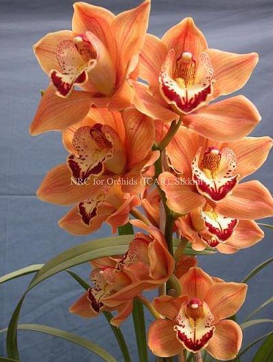 National Research Centre for Orchids East Sikkim Infrastructure photo 3