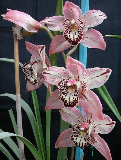 National Research Centre for Orchids East Sikkim Infrastructure photo 4