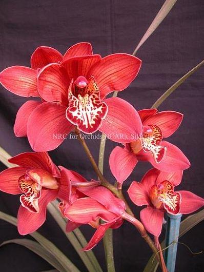 National Research Centre for Orchids East Sikkim Infrastructure photo 5