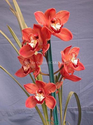 National Research Centre for Orchids East Sikkim Infrastructure photo 6