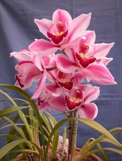 National Research Centre for Orchids East Sikkim Infrastructure photo 7