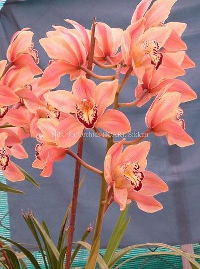 National Research Centre for Orchids East Sikkim Infrastructure photo 8