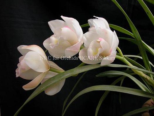 National Research Centre for Orchids East Sikkim Infrastructure photo 9