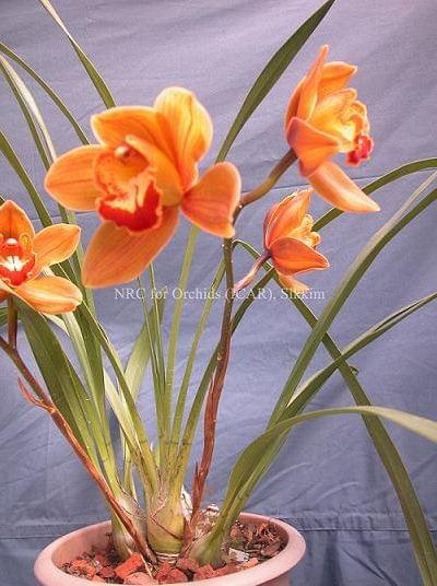 National Research Centre for Orchids East Sikkim Infrastructure photo 10