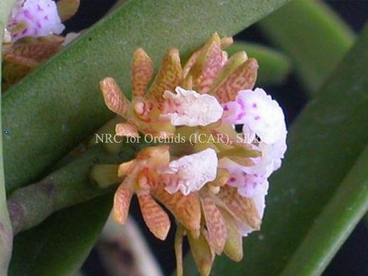 National Research Centre for Orchids East Sikkim Orchid Species photo 1