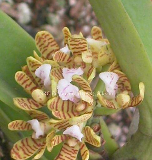 National Research Centre for Orchids East Sikkim Orchid Species photo 2