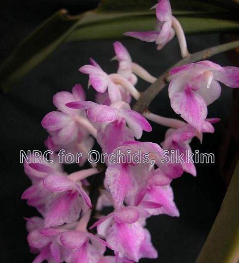 National Research Centre for Orchids East Sikkim Orchid Species photo 3