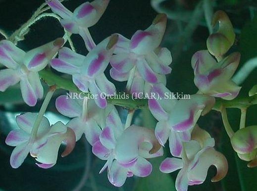National Research Centre for Orchids East Sikkim Orchid Species photo 4