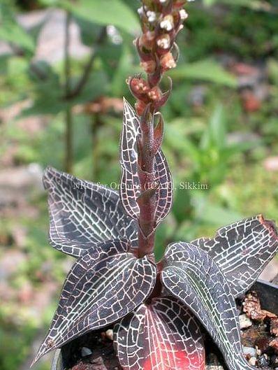 National Research Centre for Orchids East Sikkim Orchid Species photo 5
