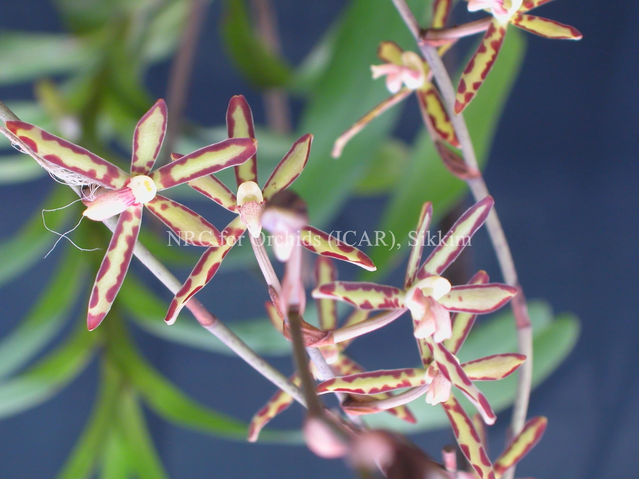 National Research Centre for Orchids East Sikkim Orchid Species photo 6
