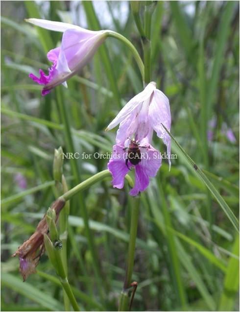 National Research Centre for Orchids East Sikkim Orchid Species photo 7