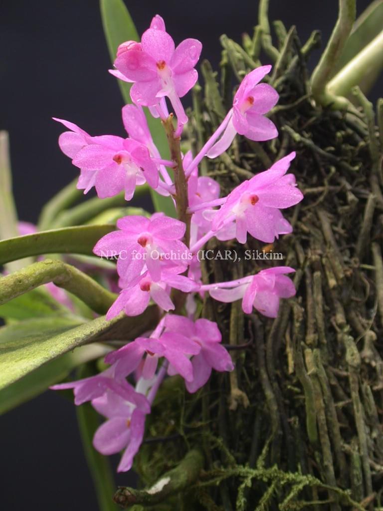 National Research Centre for Orchids East Sikkim Orchid Species photo 8