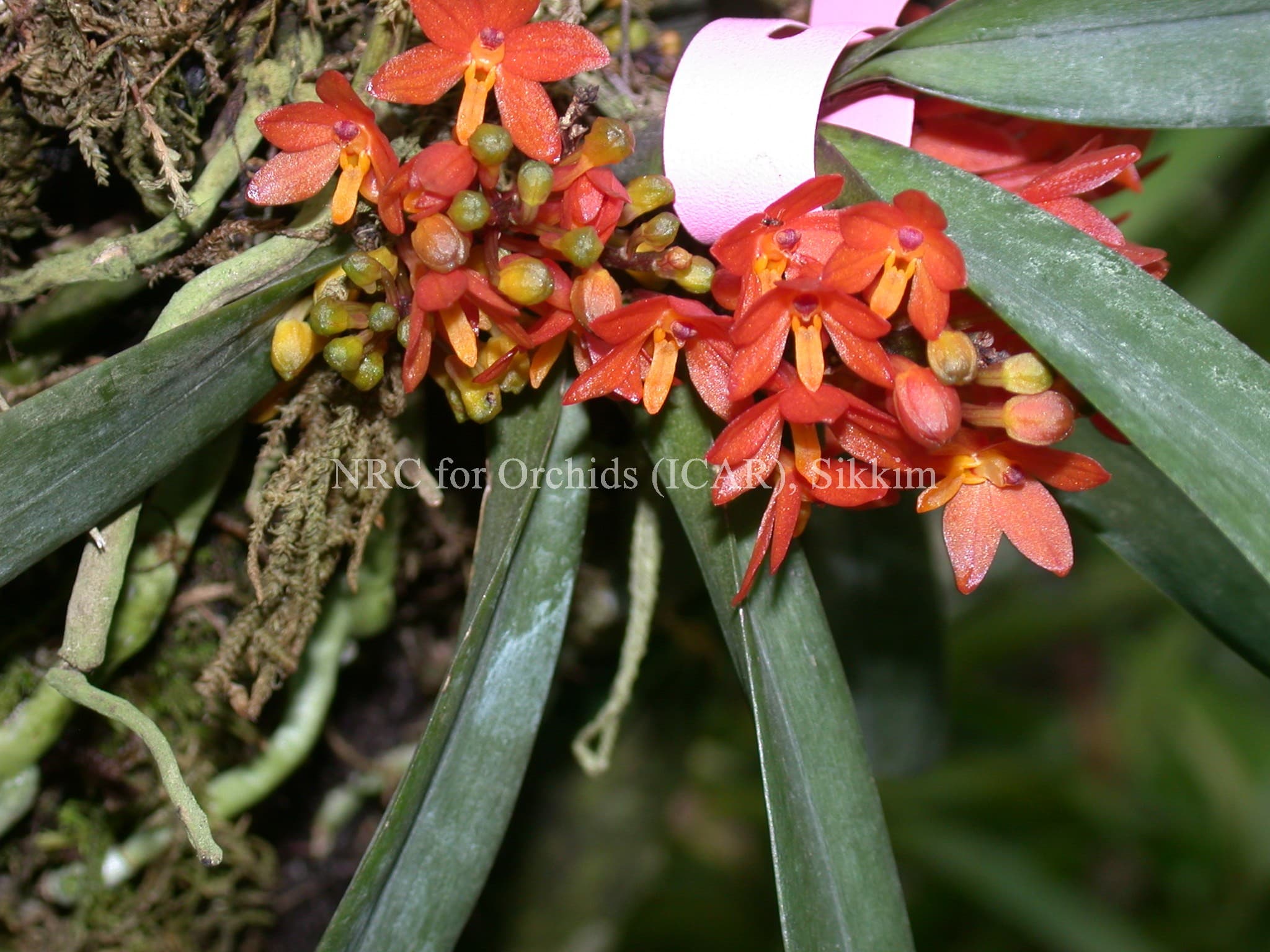 National Research Centre for Orchids East Sikkim Orchid Species photo 9