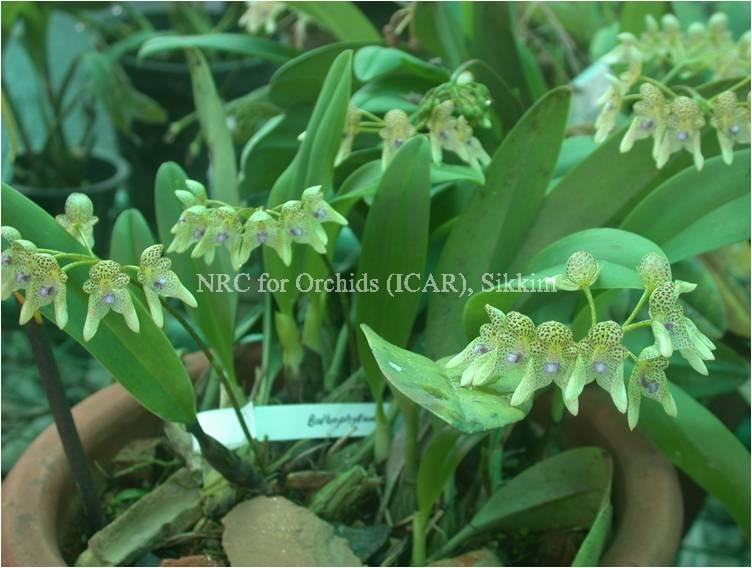 National Research Centre for Orchids East Sikkim Orchid Species photo 10