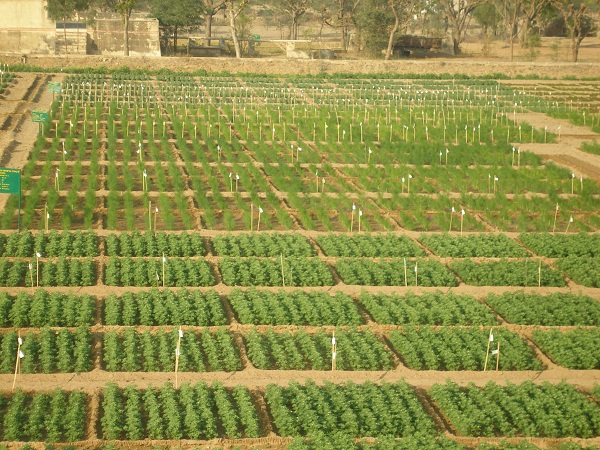 SKN College of Agriculture Jaipur Infrastructure photo 3